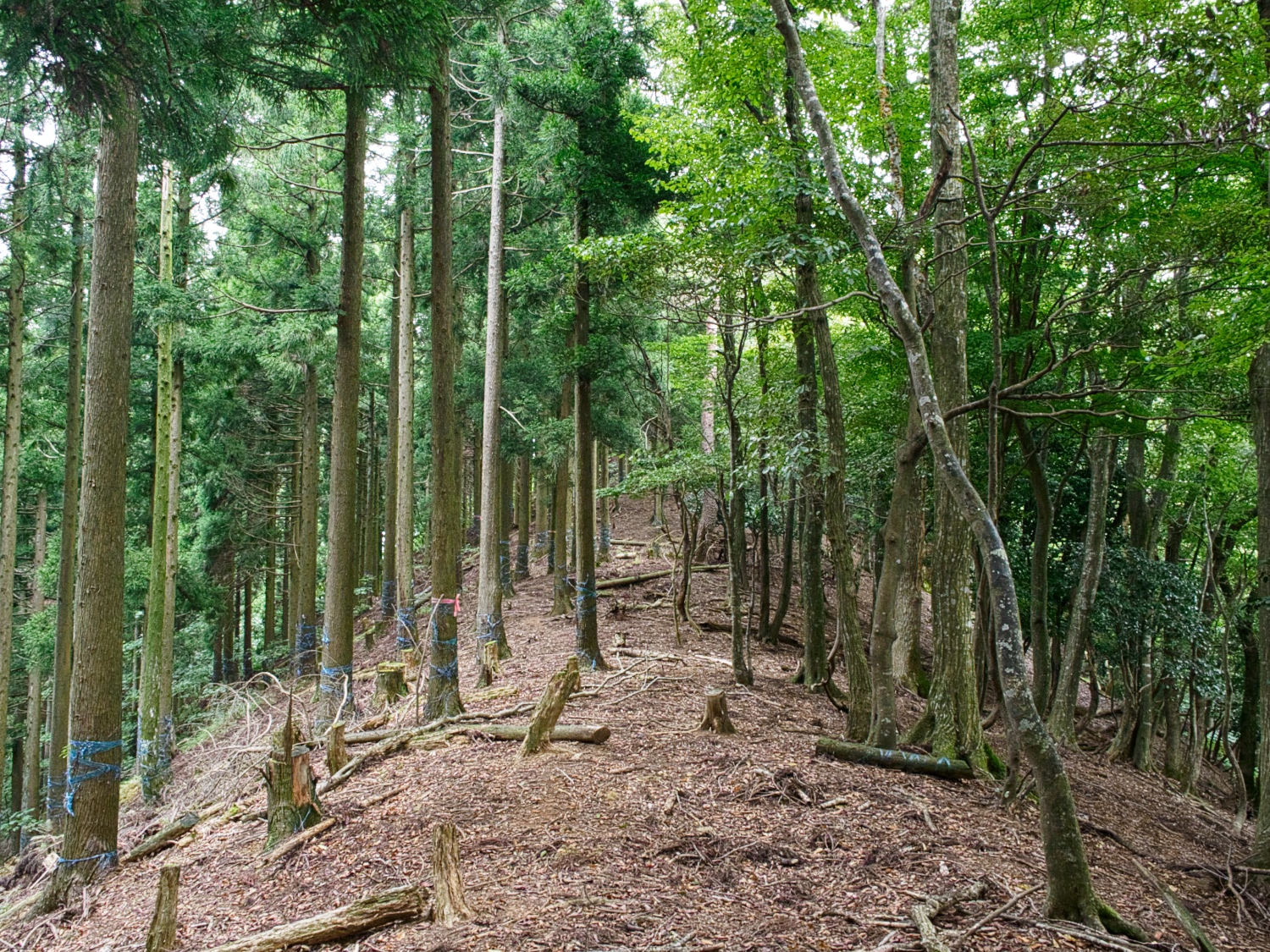 Kumagawadejiro2.jpg