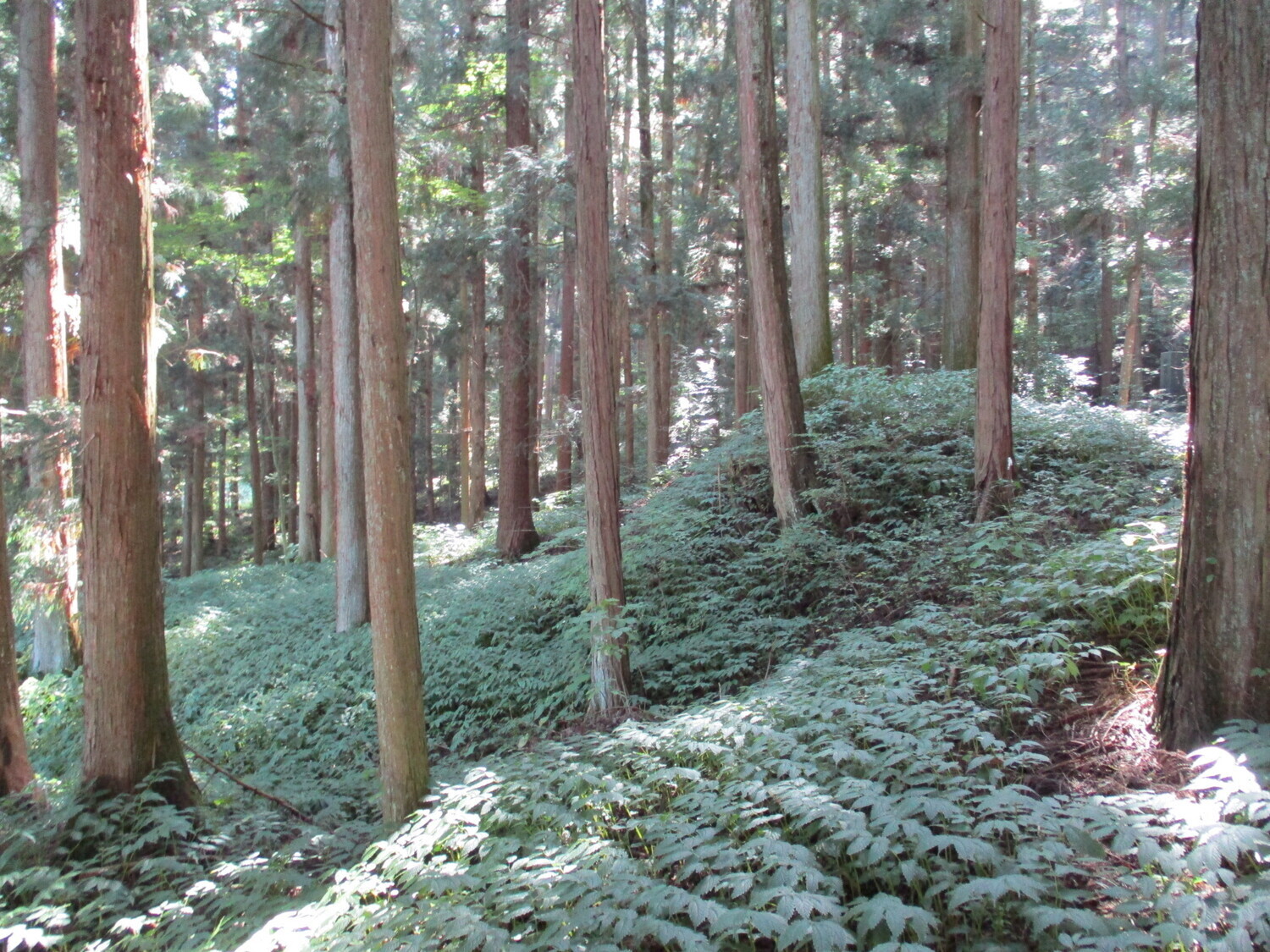 JikouinYakata (1).JPG