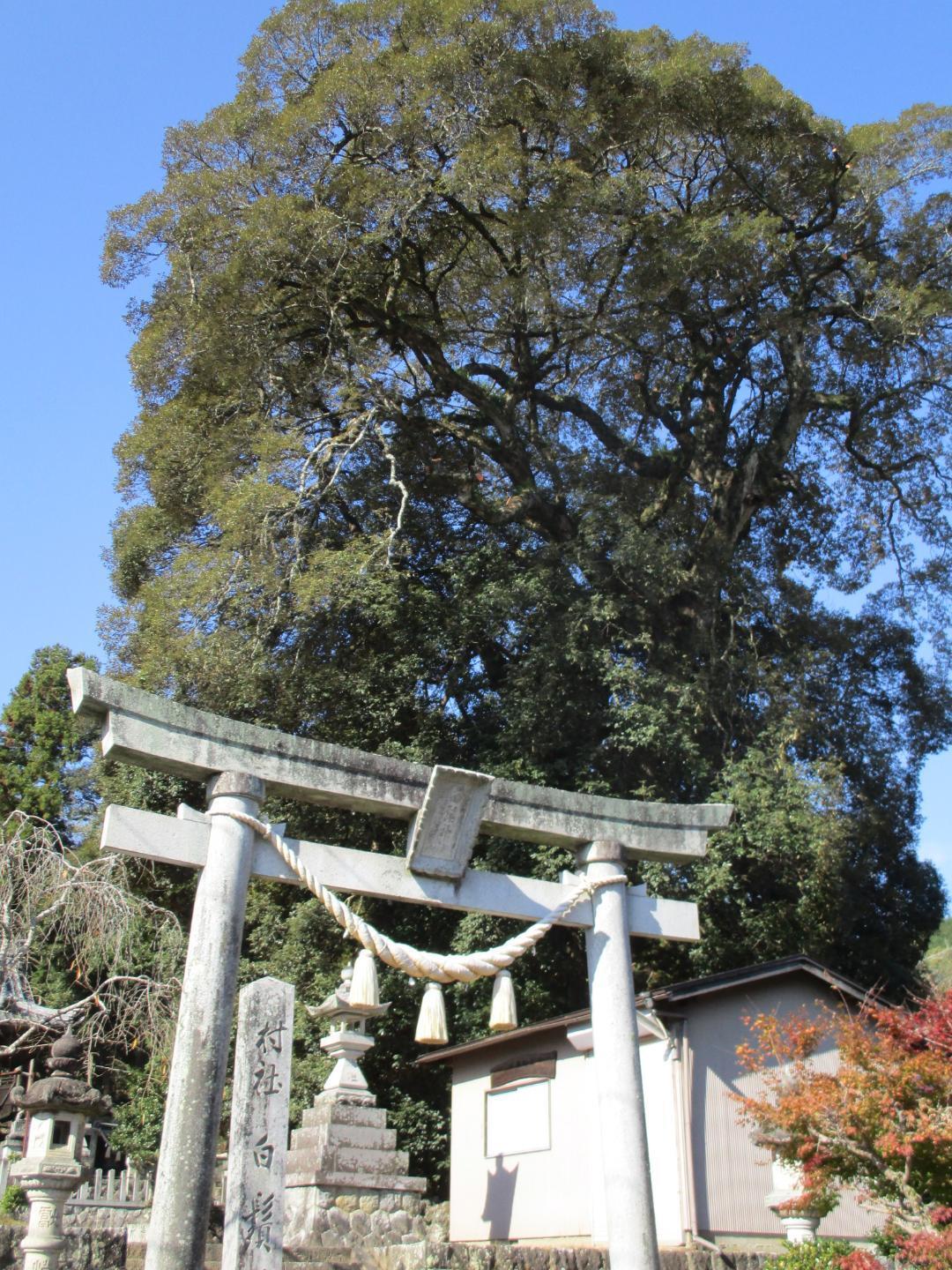 SaikumafuruYashiki (4).jpg
