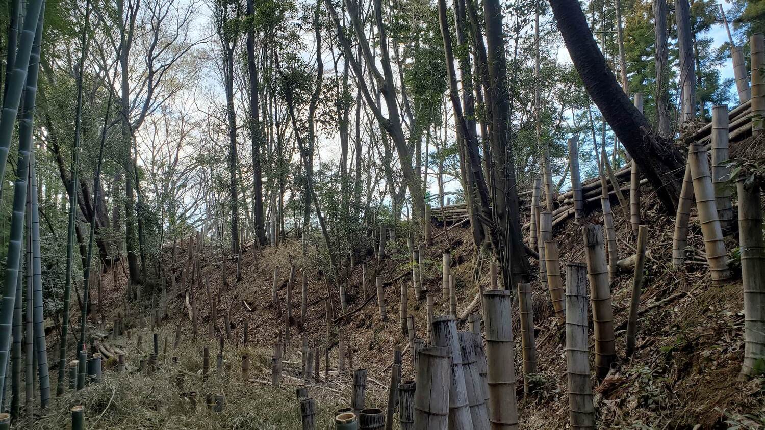 MusashiTobukijou (4).jpg