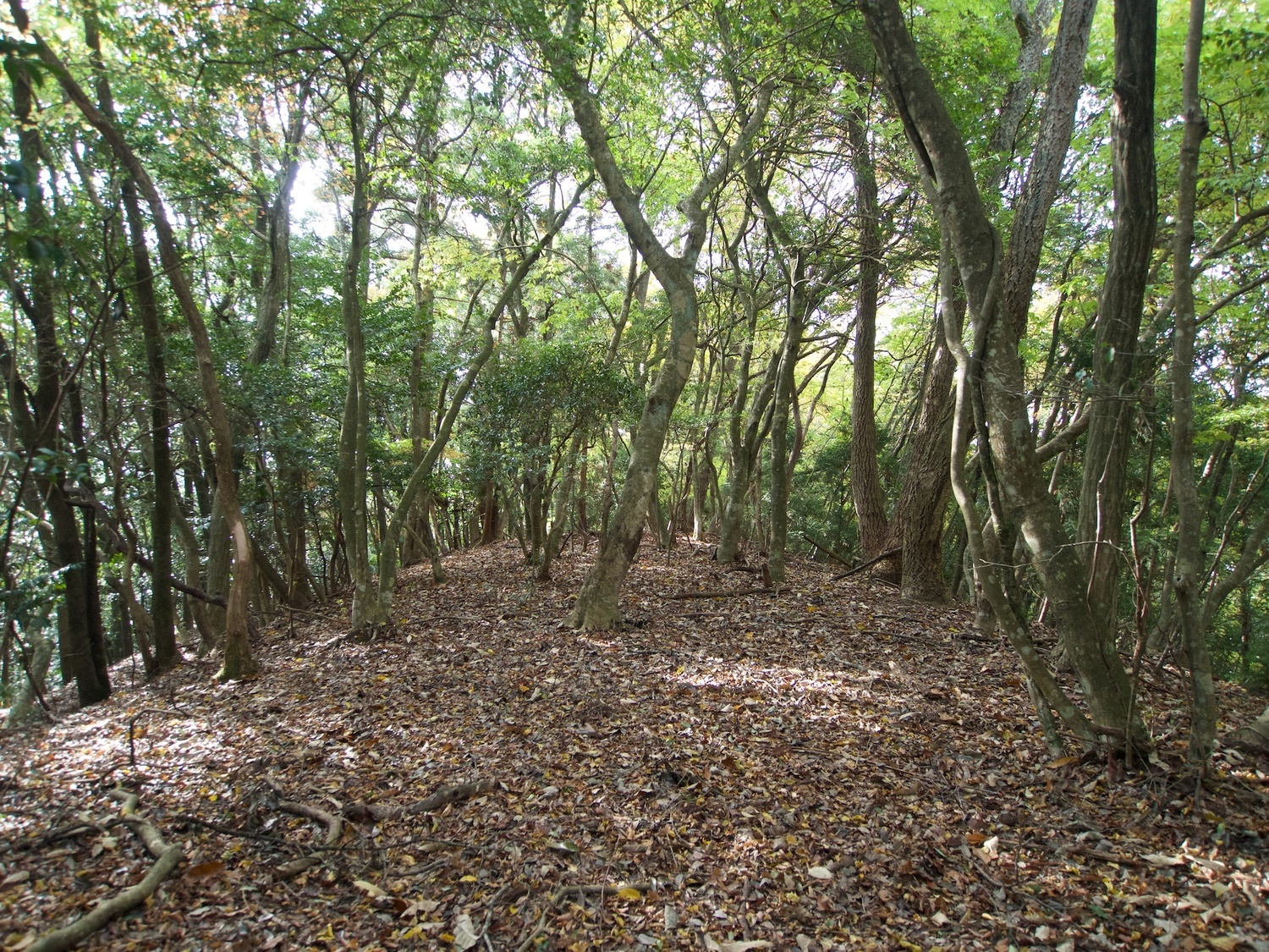 Funayama10.jpg