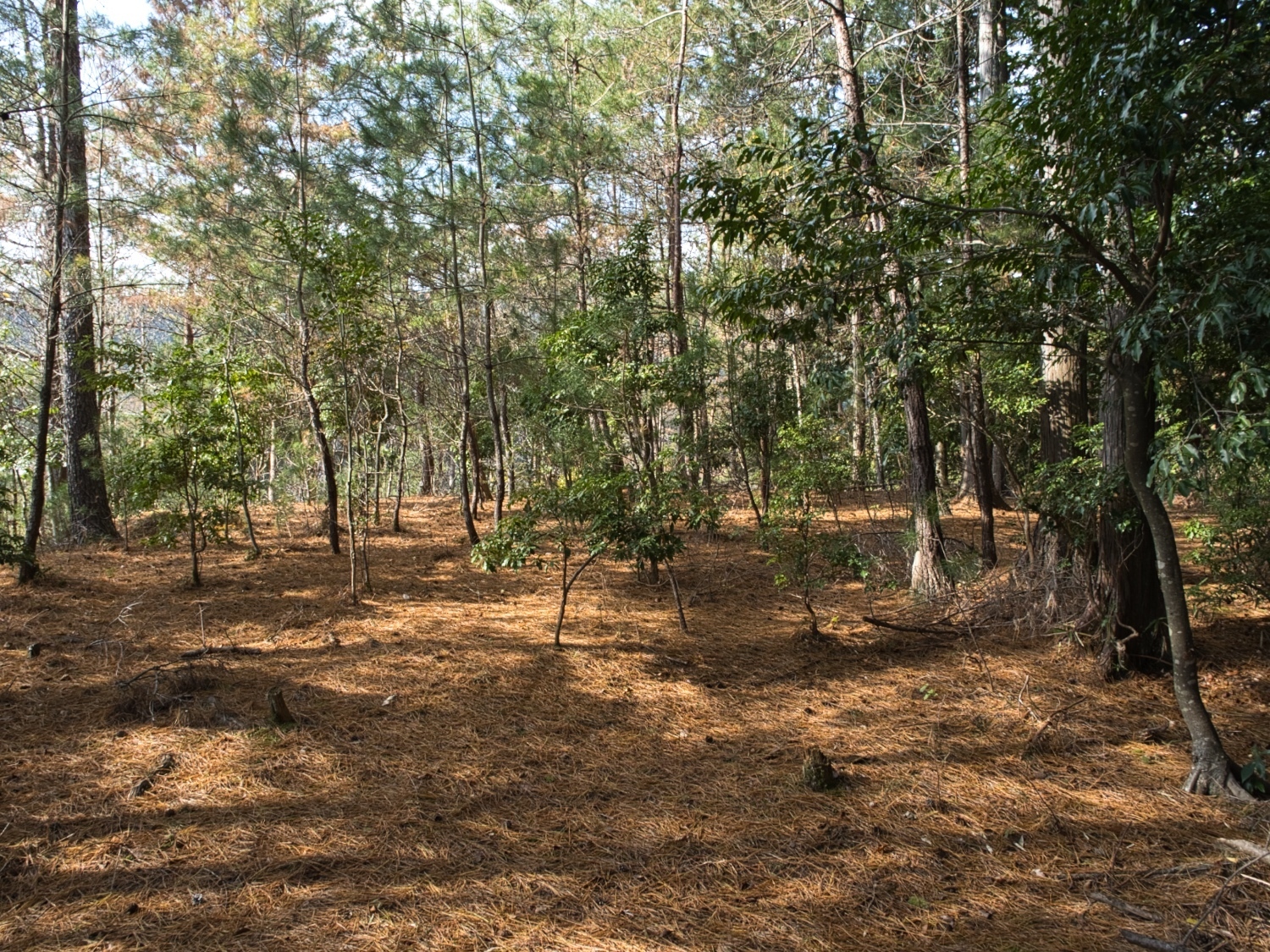Sonobetenjinyama1.jpg
