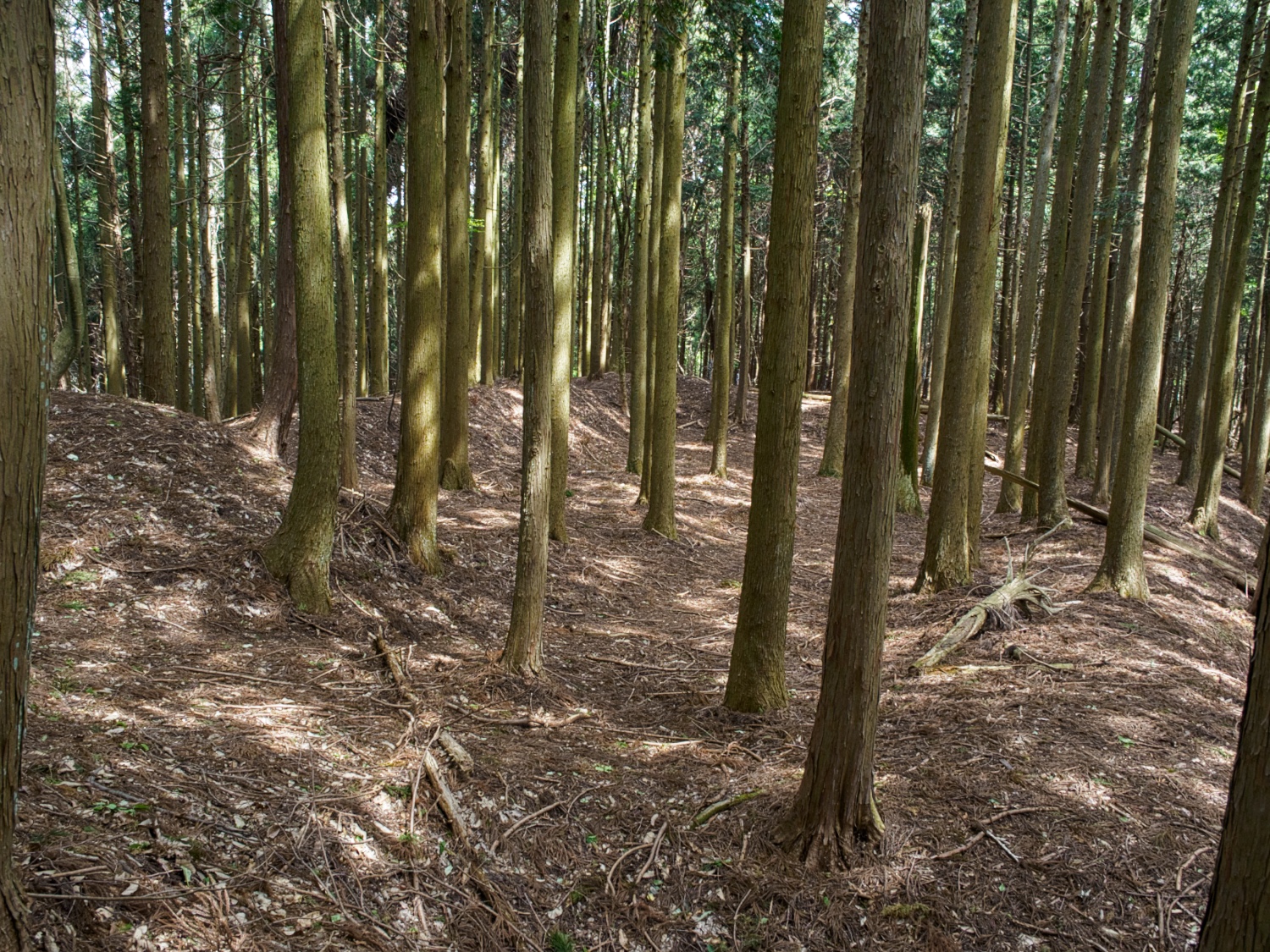 Dogiyama17.jpg