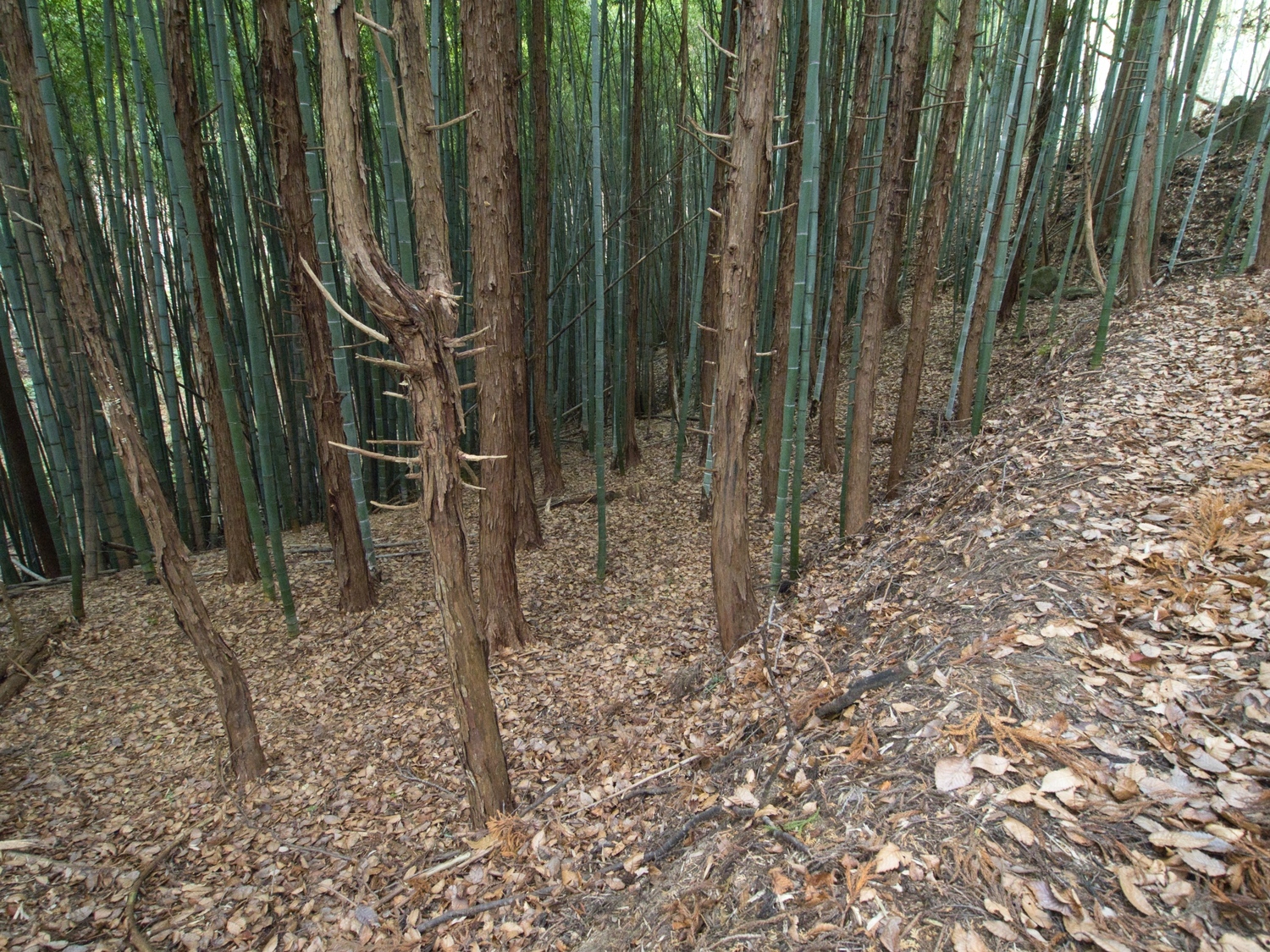 Ogoe7.jpg