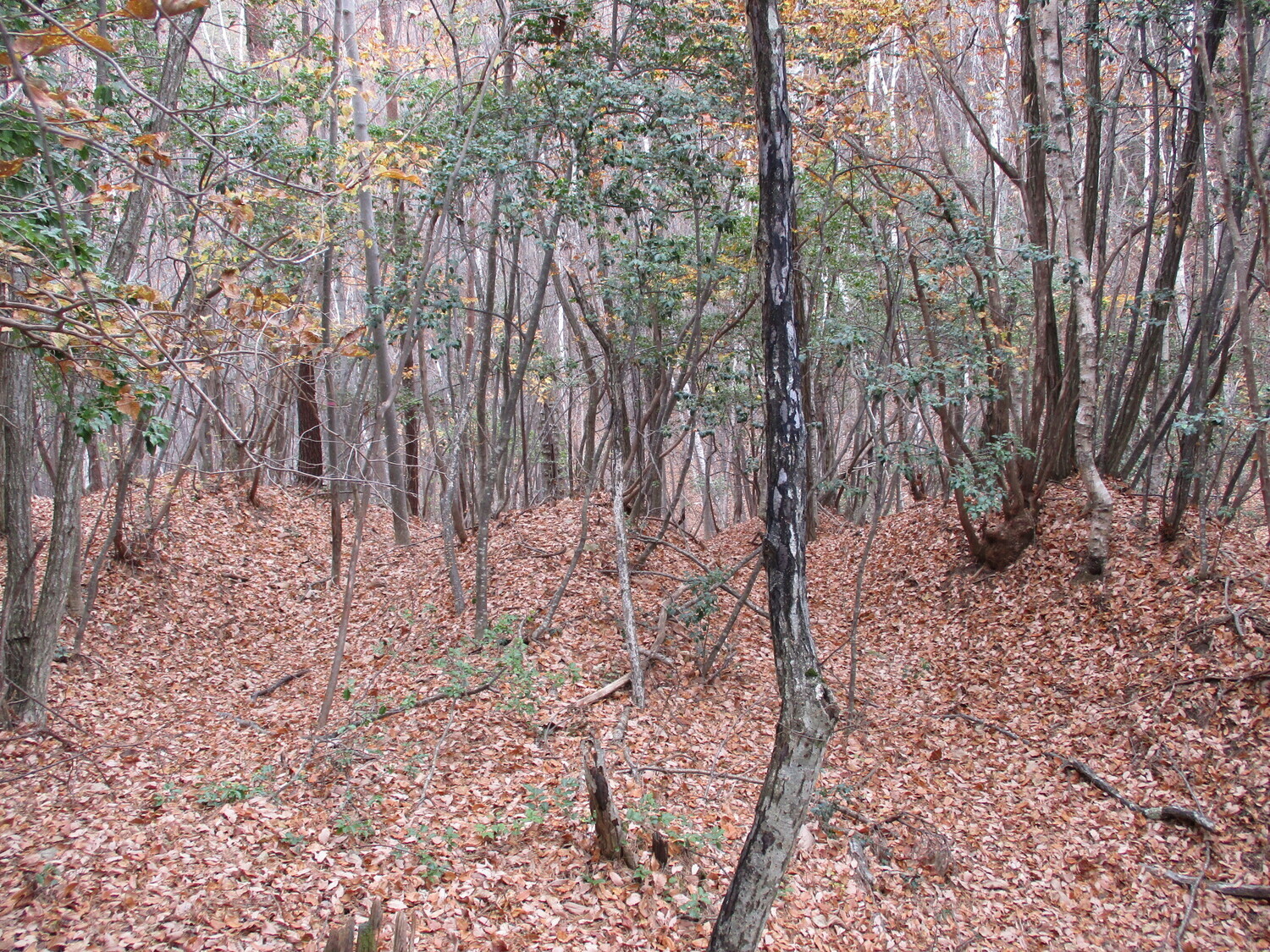 Nyuunomijou (1).JPG
