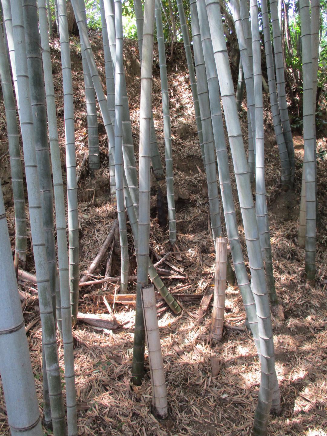 Iwazushinjou (2).jpg