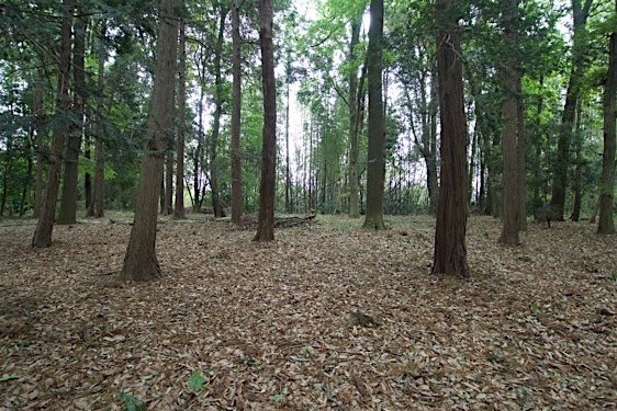 File:Zen14.jpg