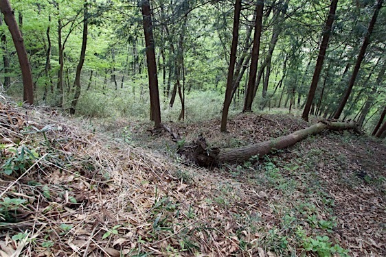 File:Gobara7.jpg