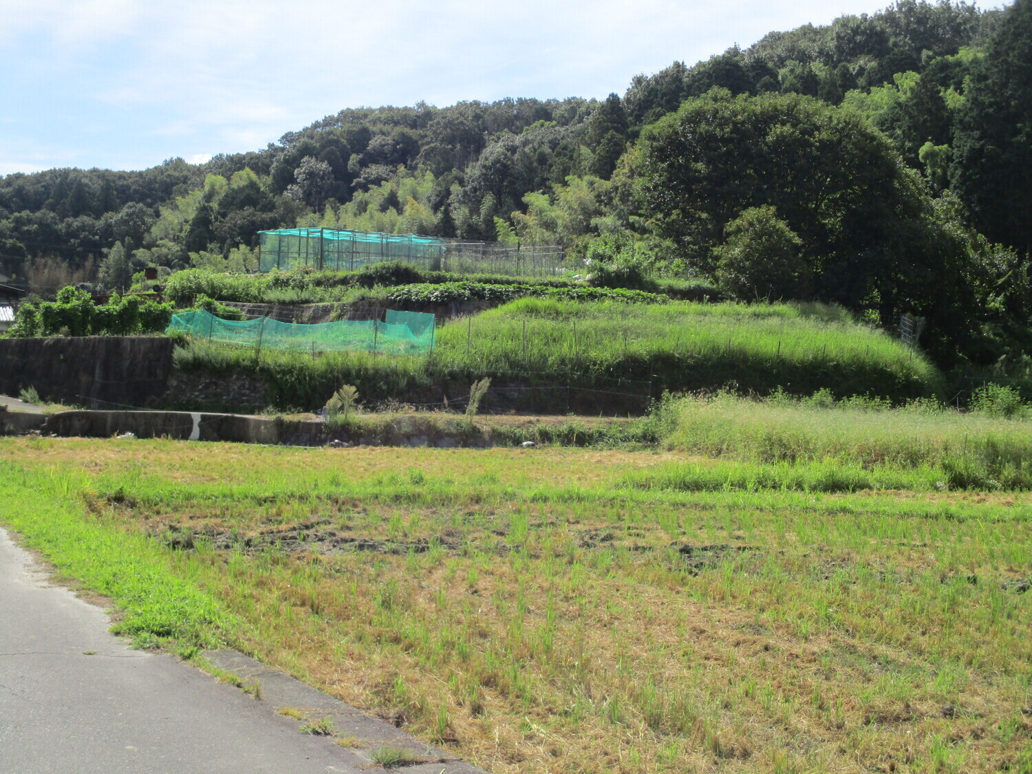 MikawaOrojou (5).JPG
