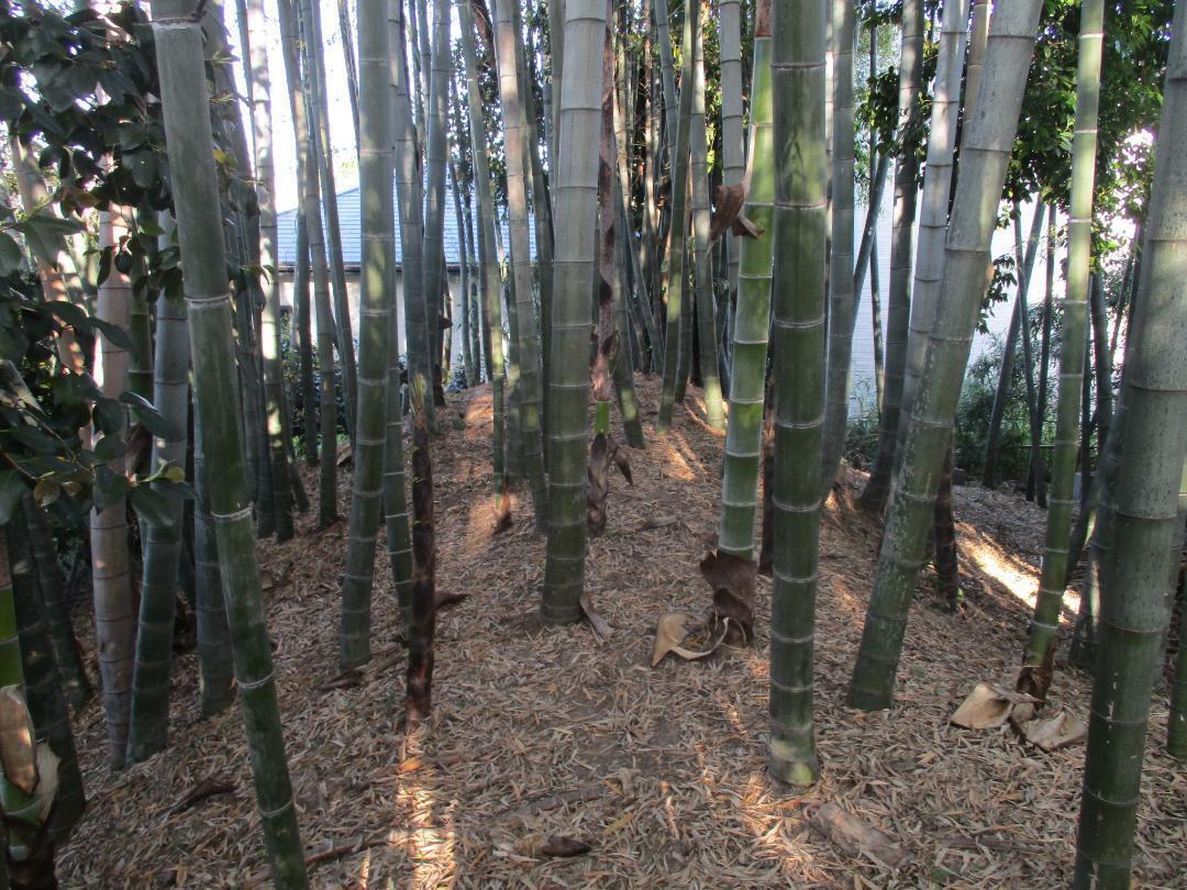 Fuseyajou (2).jpg