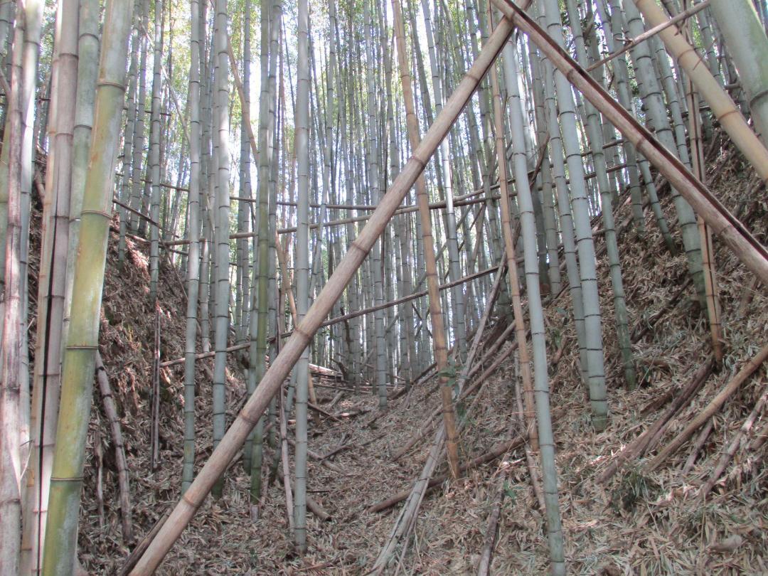 MikawaIwakurajou (1).jpg