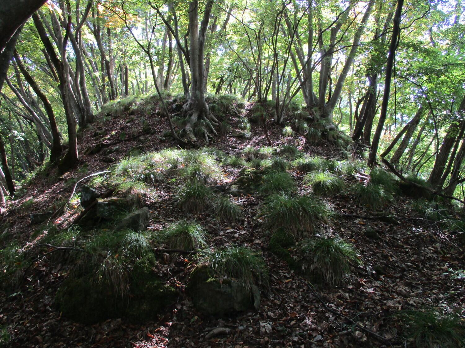 Ohiwajou (41).JPG