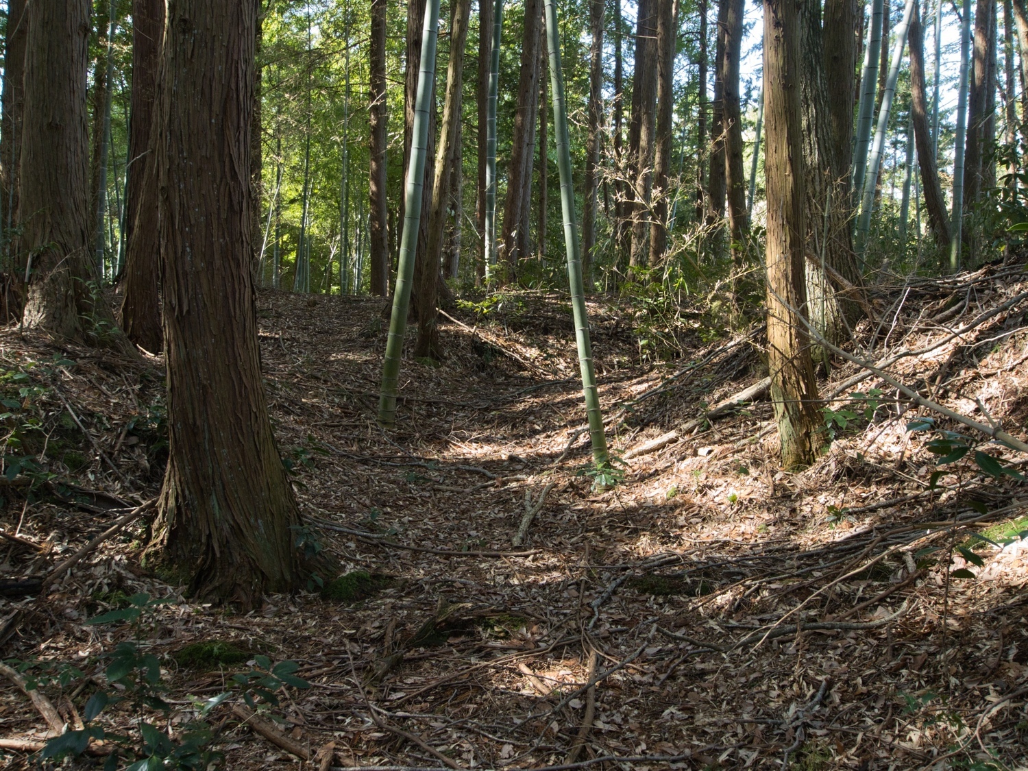 Maruokakoka10.jpg