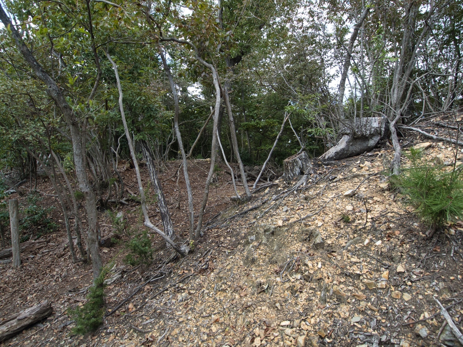 Matsugasakikyoto11.jpg