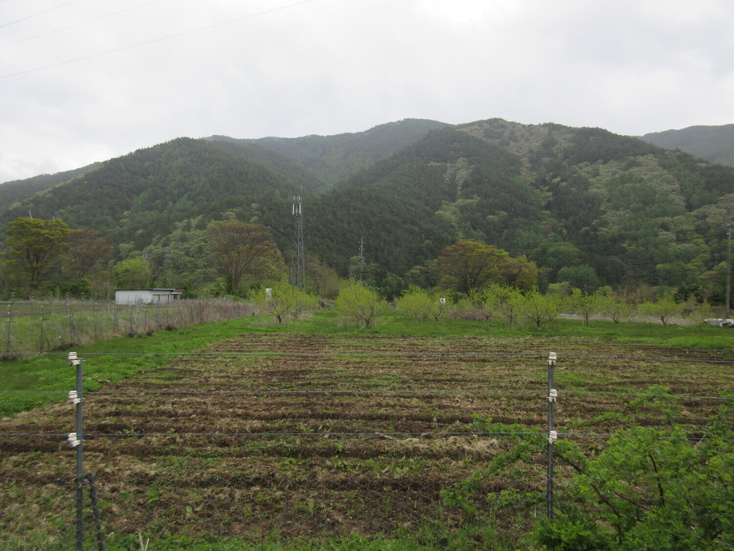 InaOhniwajou (1).JPG