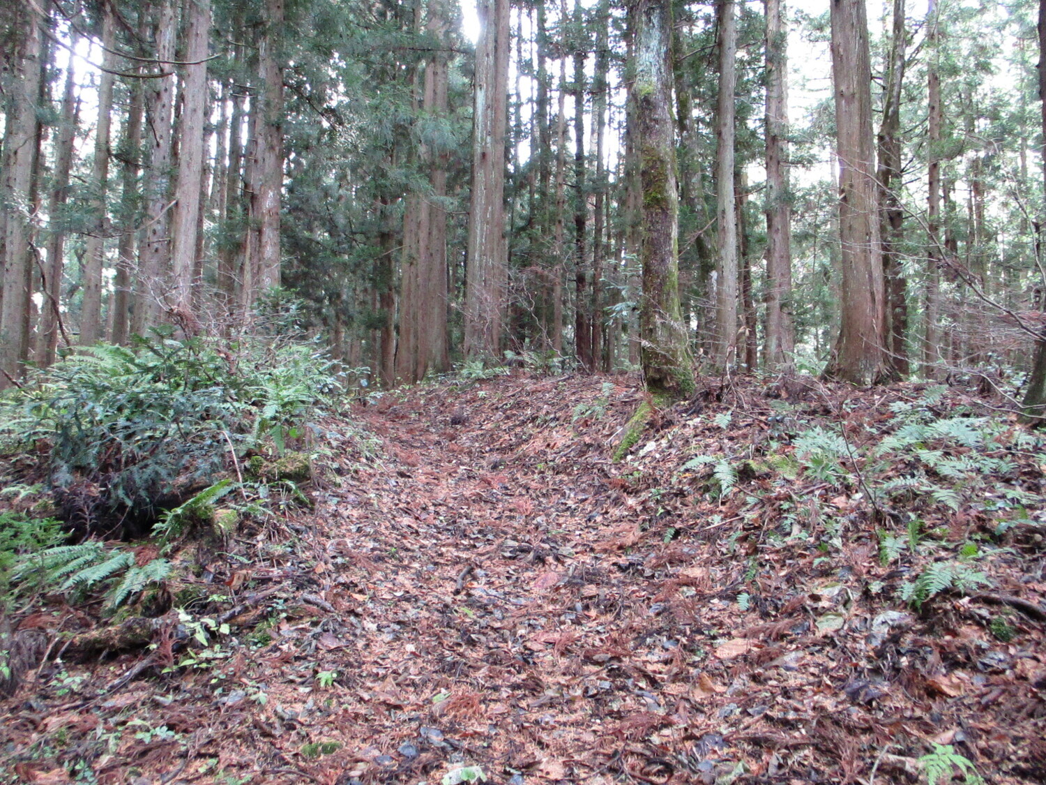 AzumiUzuhashijou (3).JPG