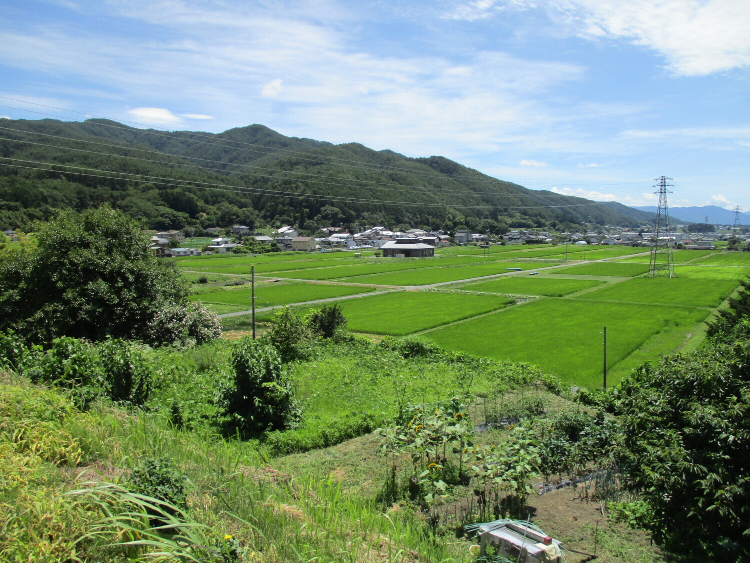 InaHiguchiuchijou (2).JPG
