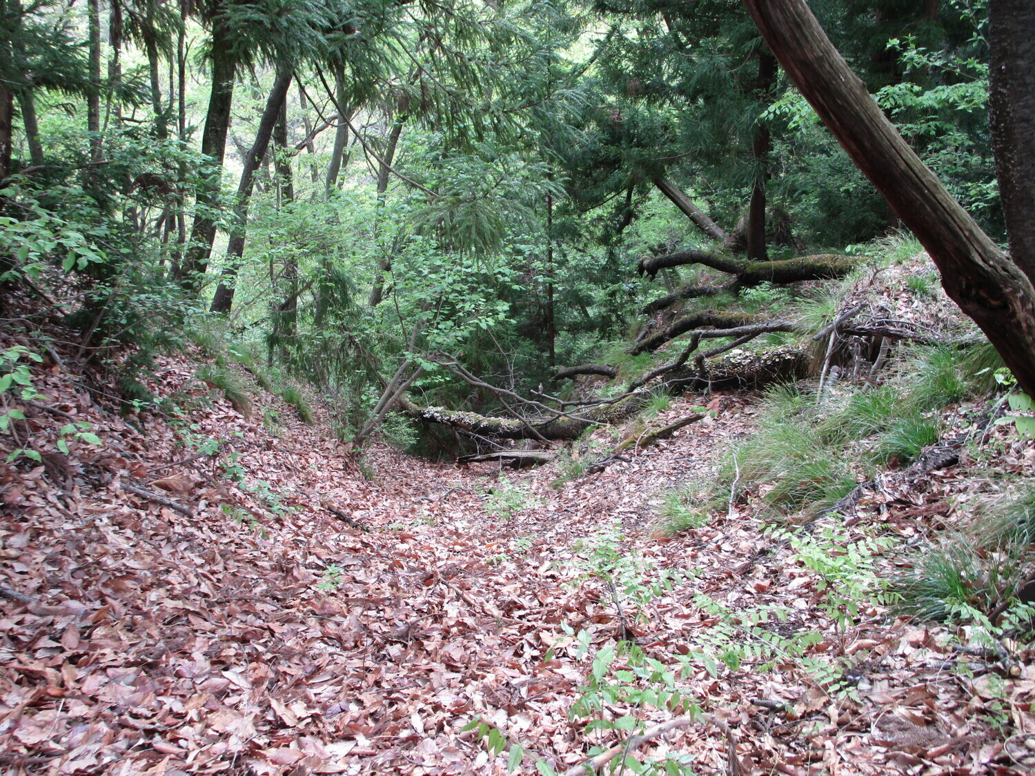Kuboderajou01.5.JPG