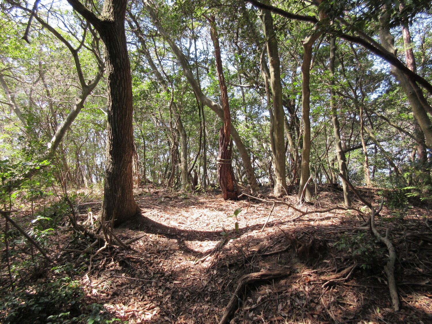 KanzakiWadayamakojou (8).JPG
