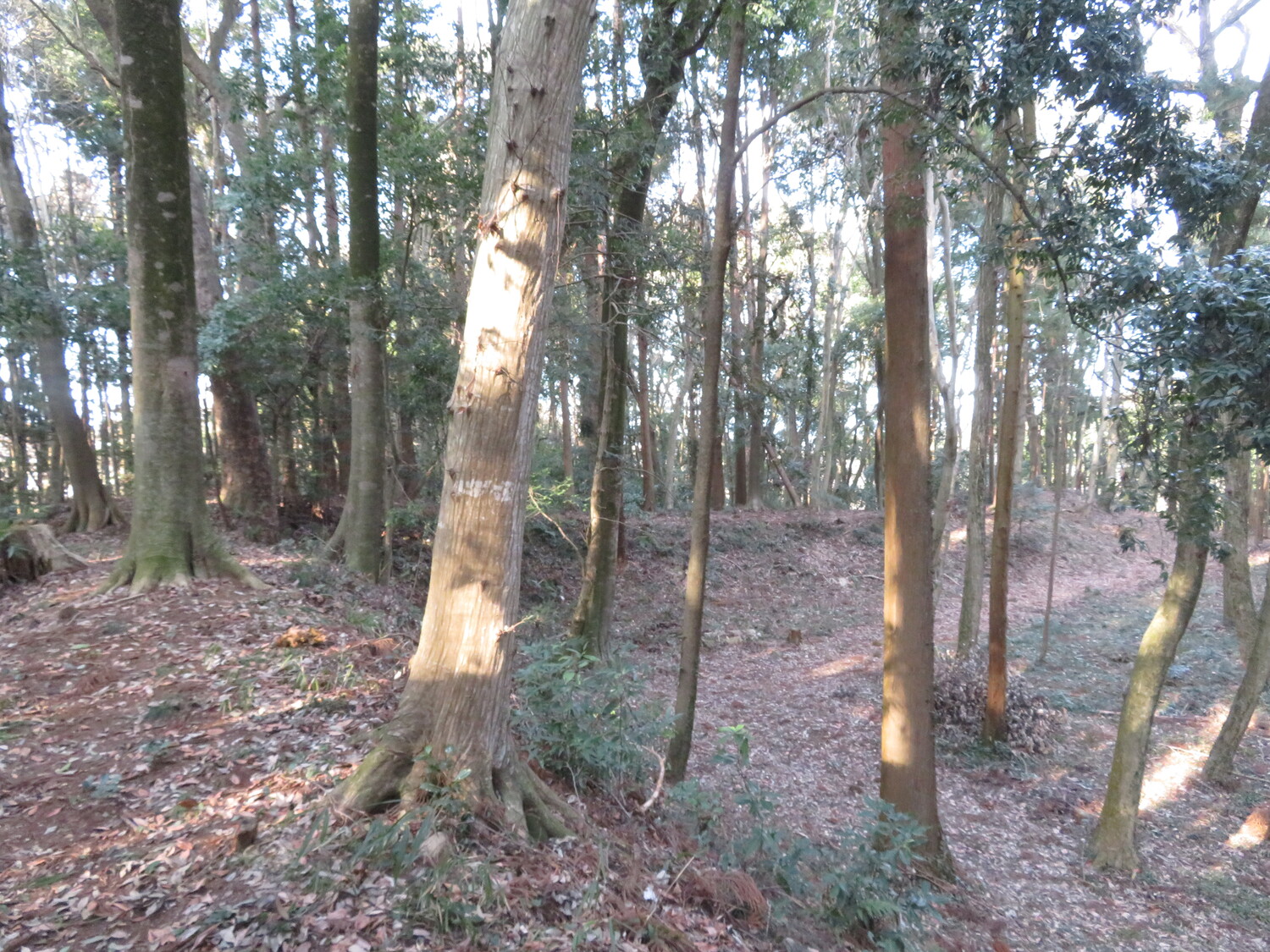 MinamiSakaidejou (15).JPG
