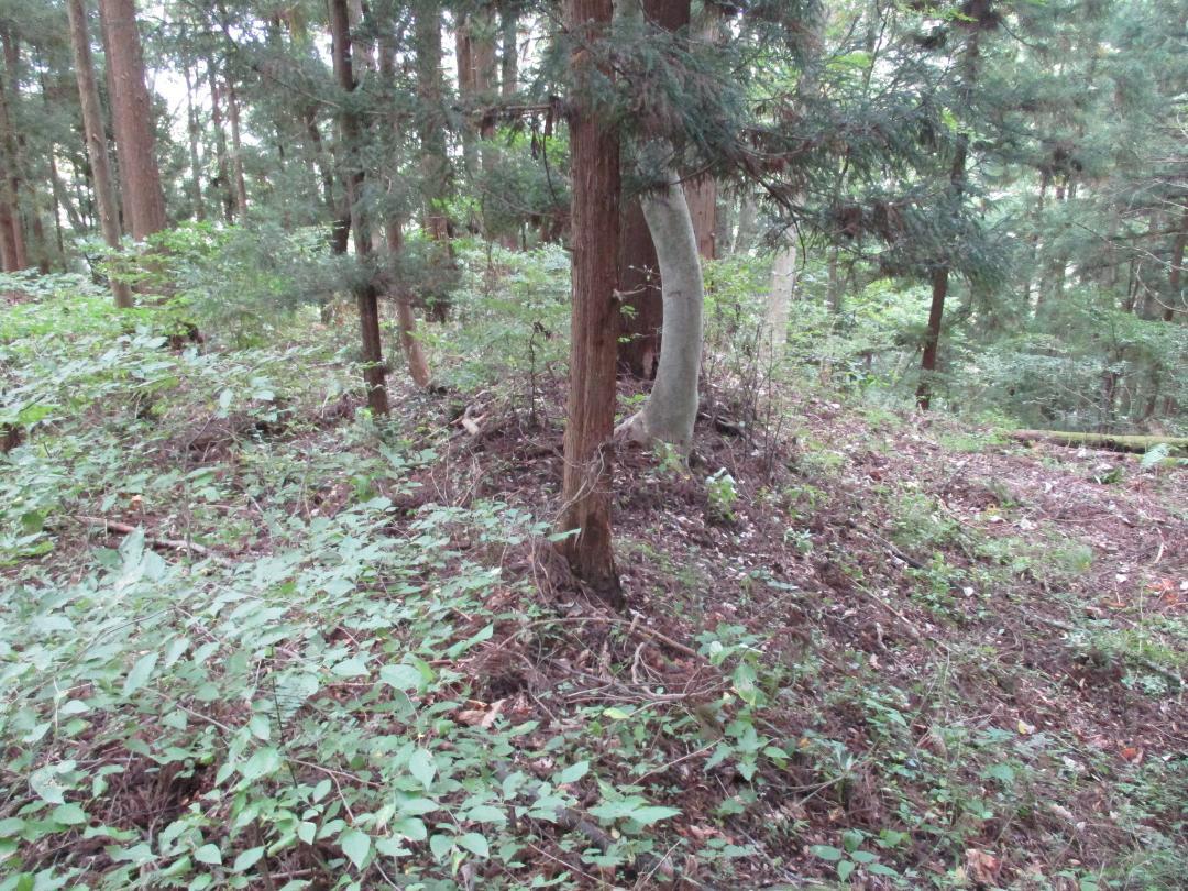 Koyabajou (2).jpg