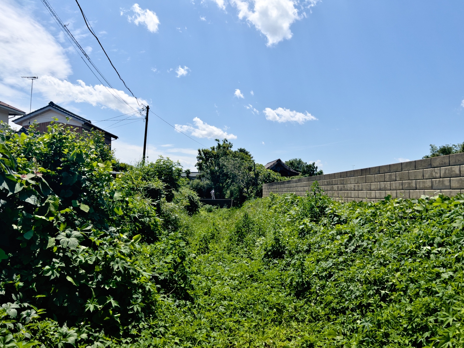 Ashikagamasauji2.jpg
