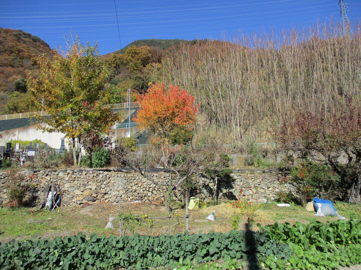 OgataYashimashiYashiki (1).JPG