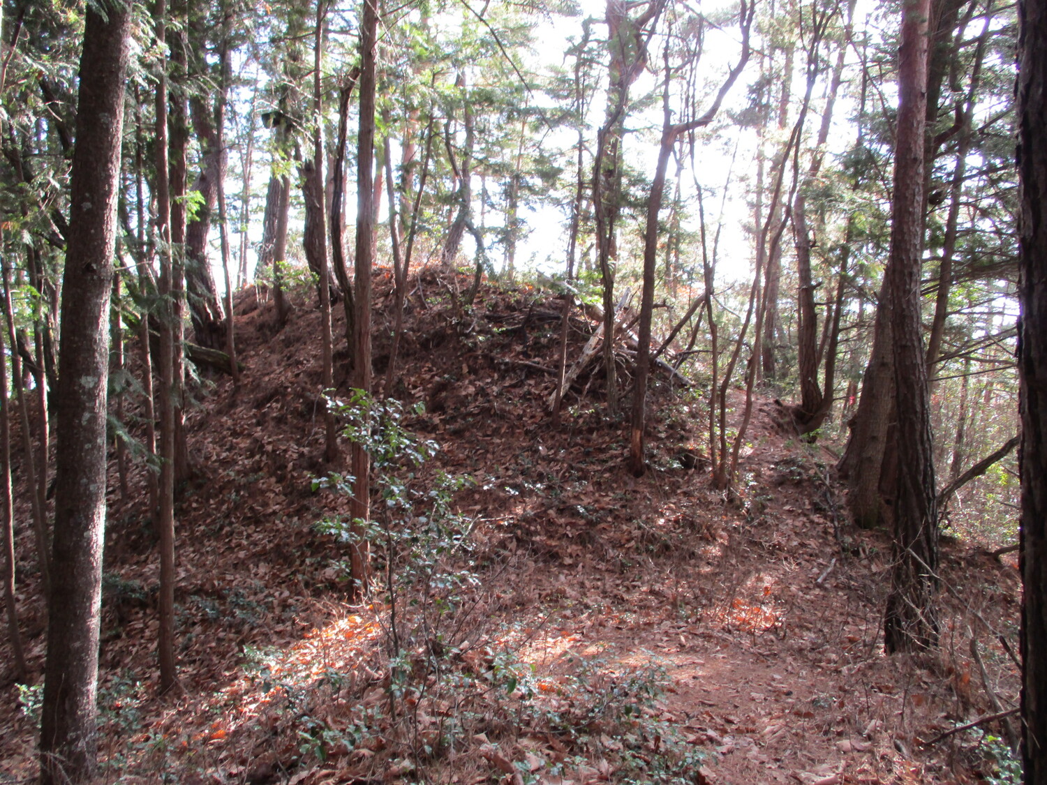 Nezumianajou (1).JPG