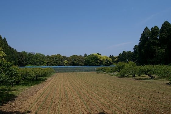 File:Sakata15.jpg