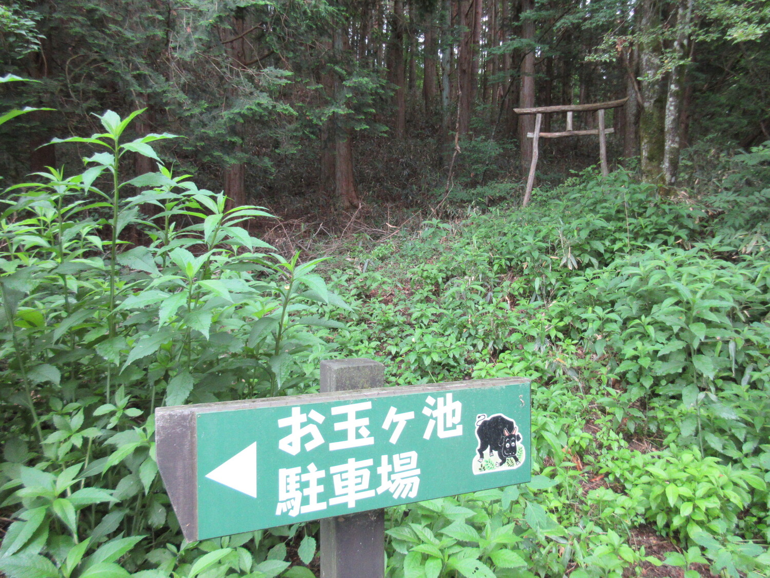 AimiyamamonomiToride (2).JPG