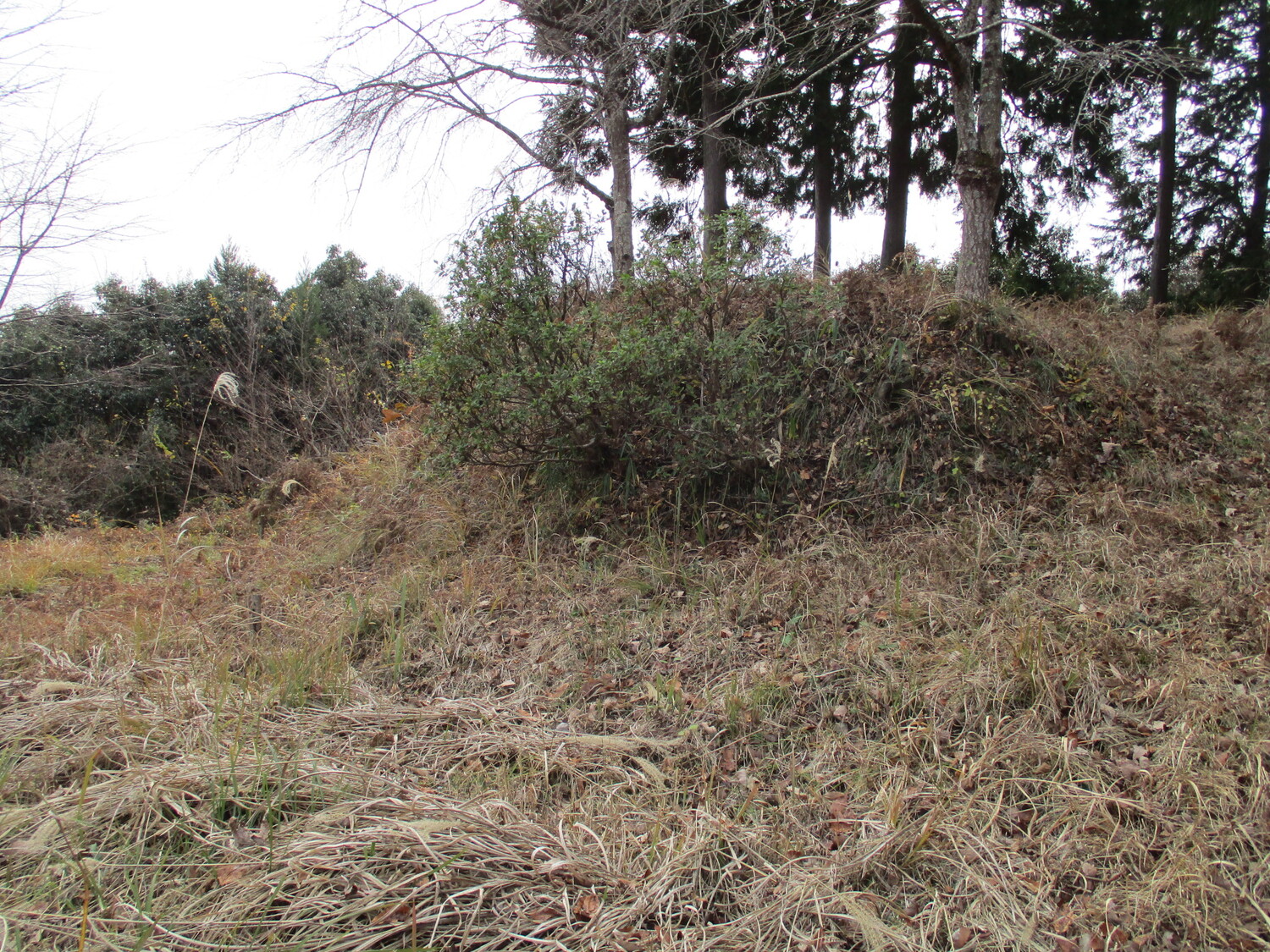TsuruKobushijou (1).JPG
