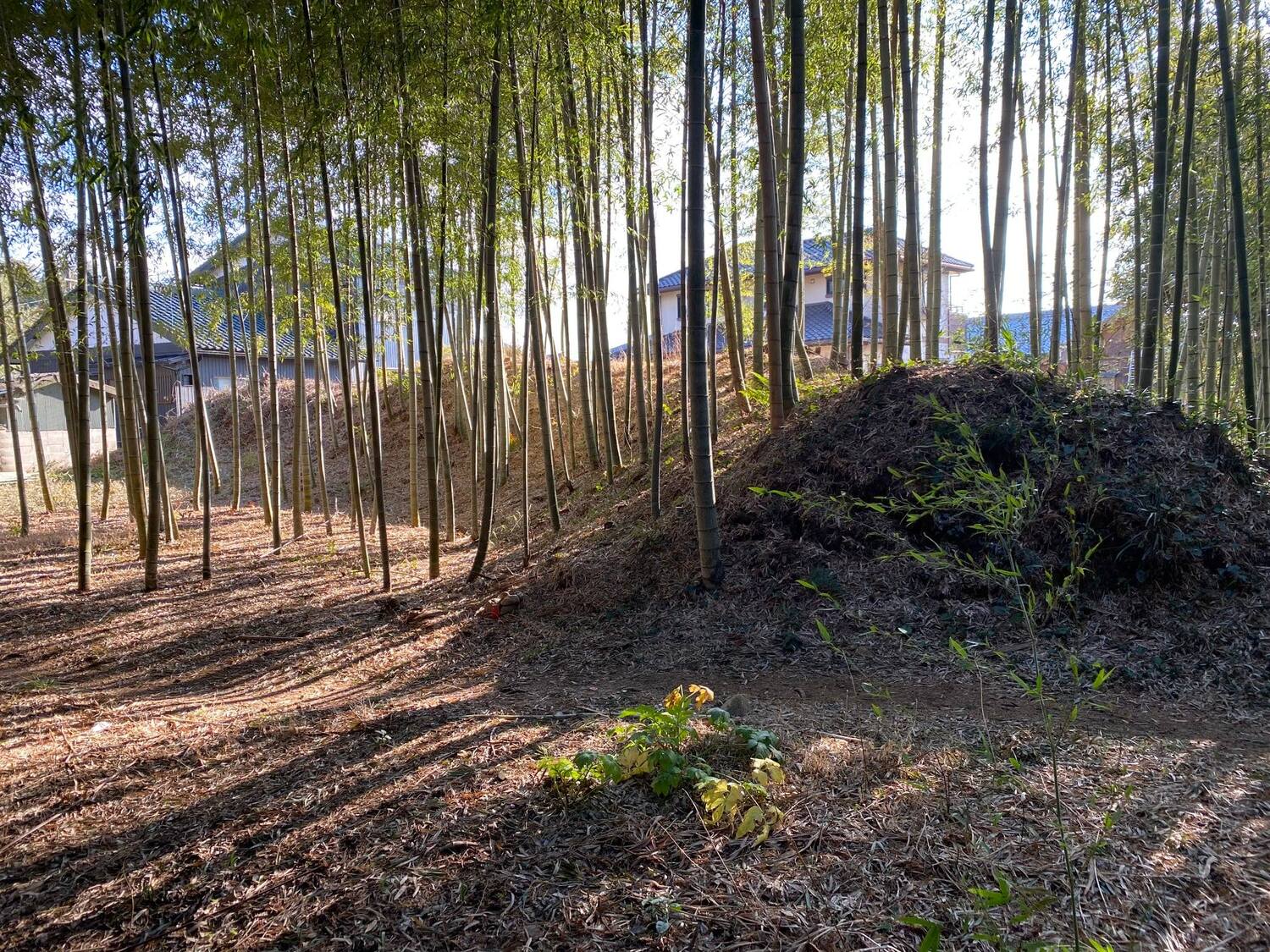 MikawaOkajouGlenn (5).jpg