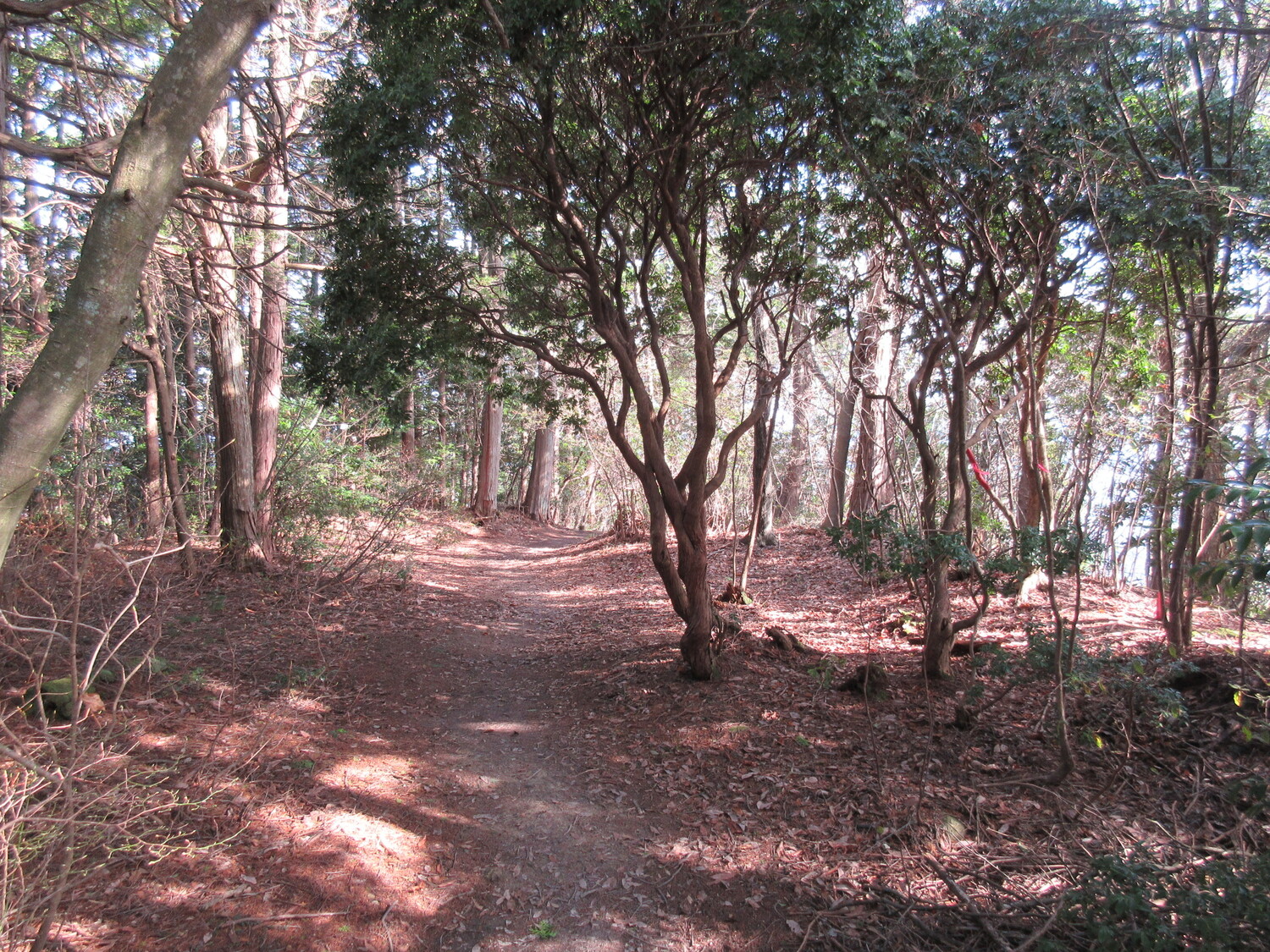 Ibayamajou (2).JPG