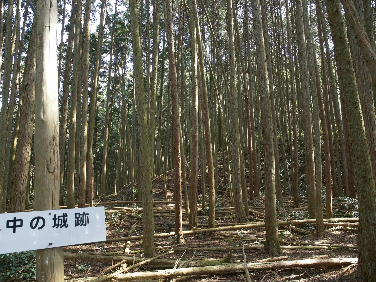 Ogawanakanokoka20.jpg