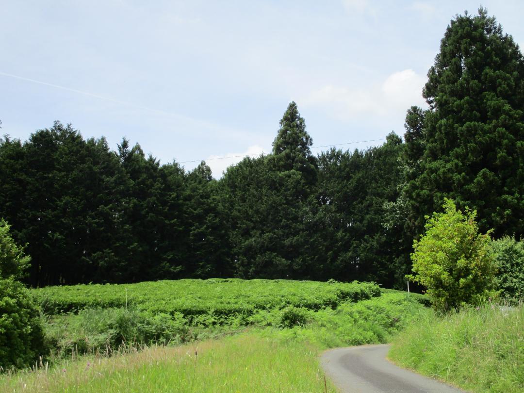 DamineYashiki (1).jpg