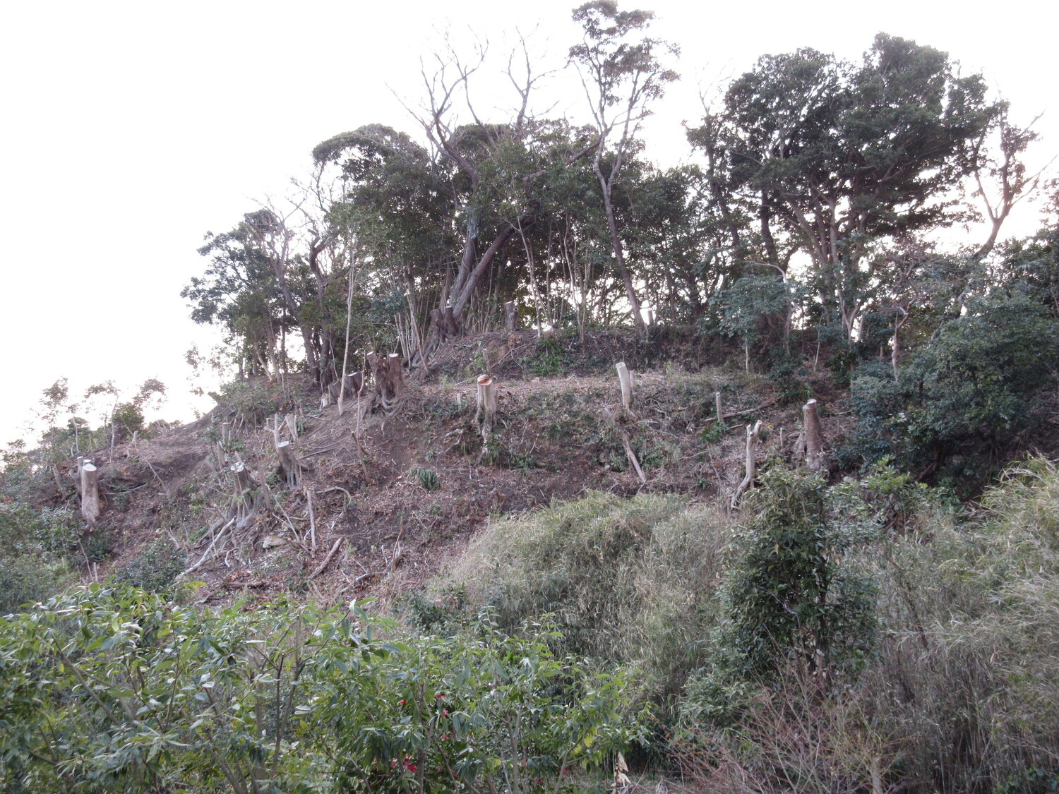 SagamiSumiyoshijou (2).JPG