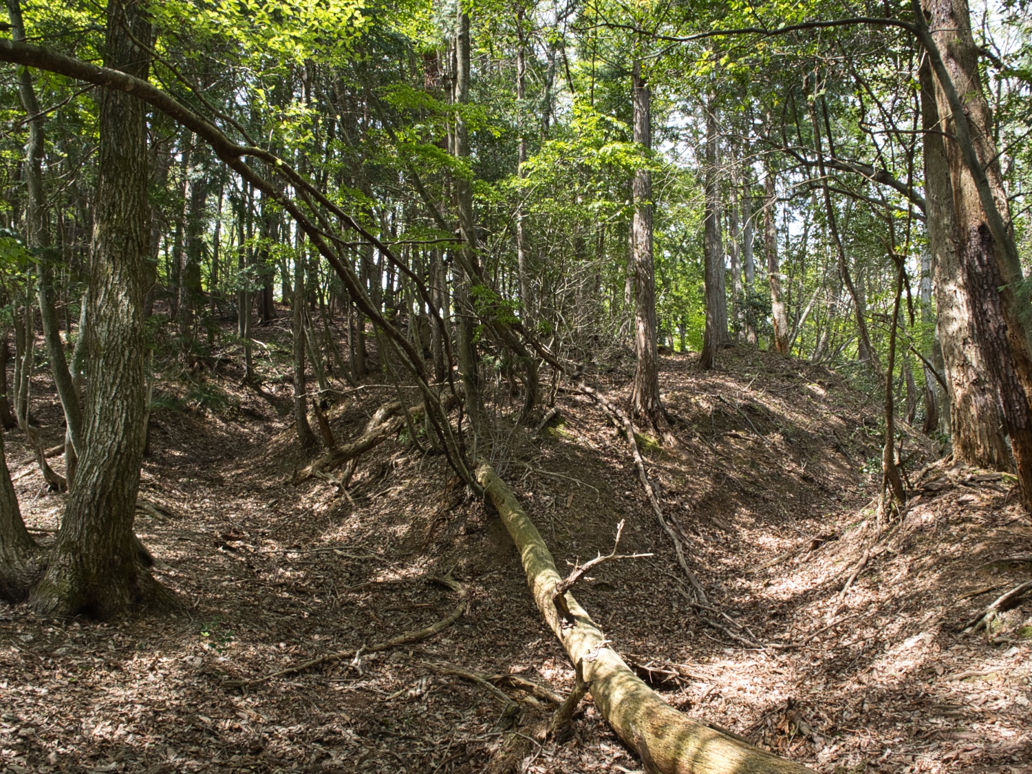 Nakataniyama30.jpg