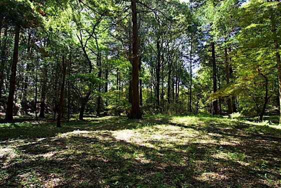 File:Obata20.jpg