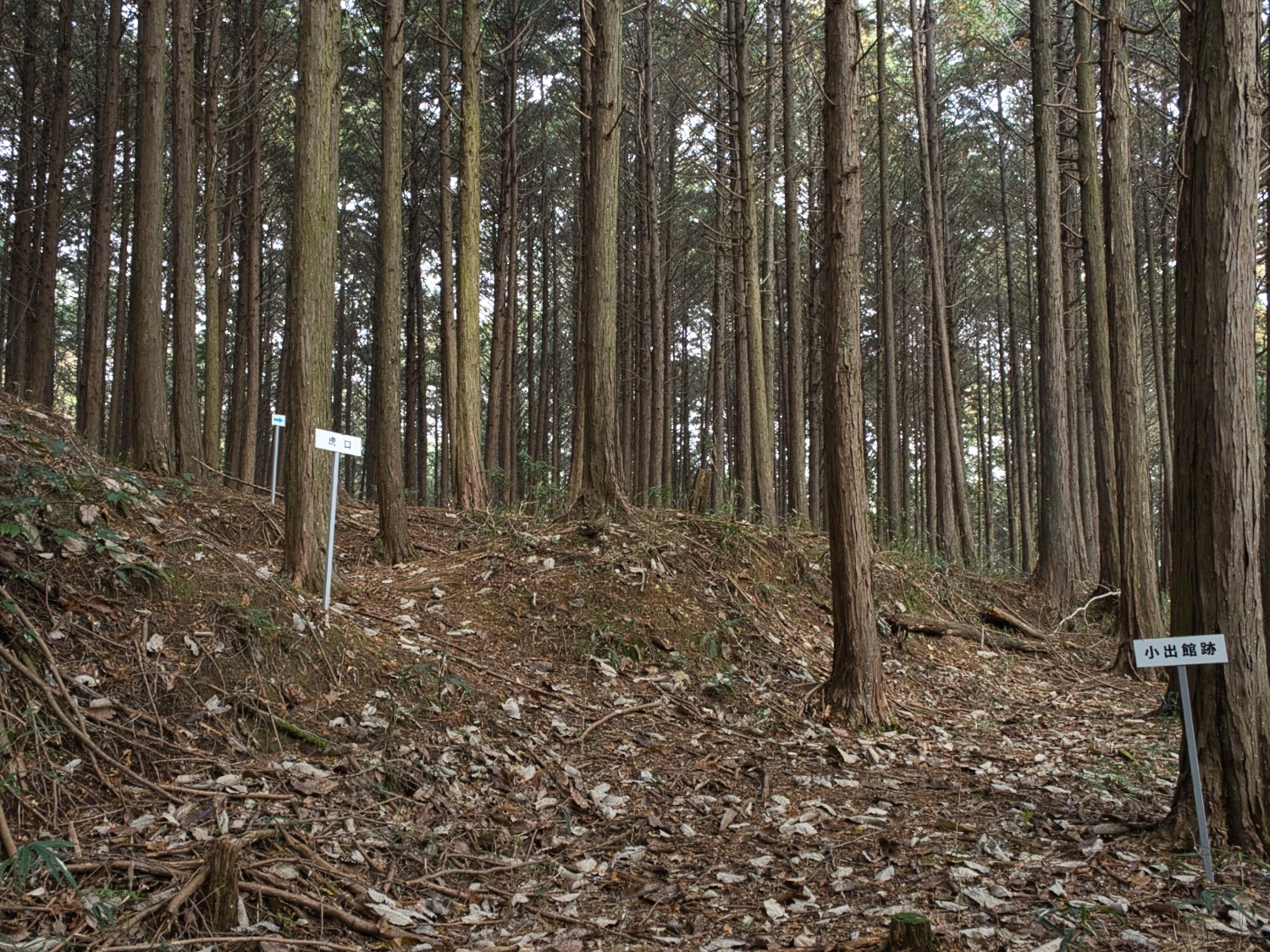 Koideyakatakyoto3.jpg