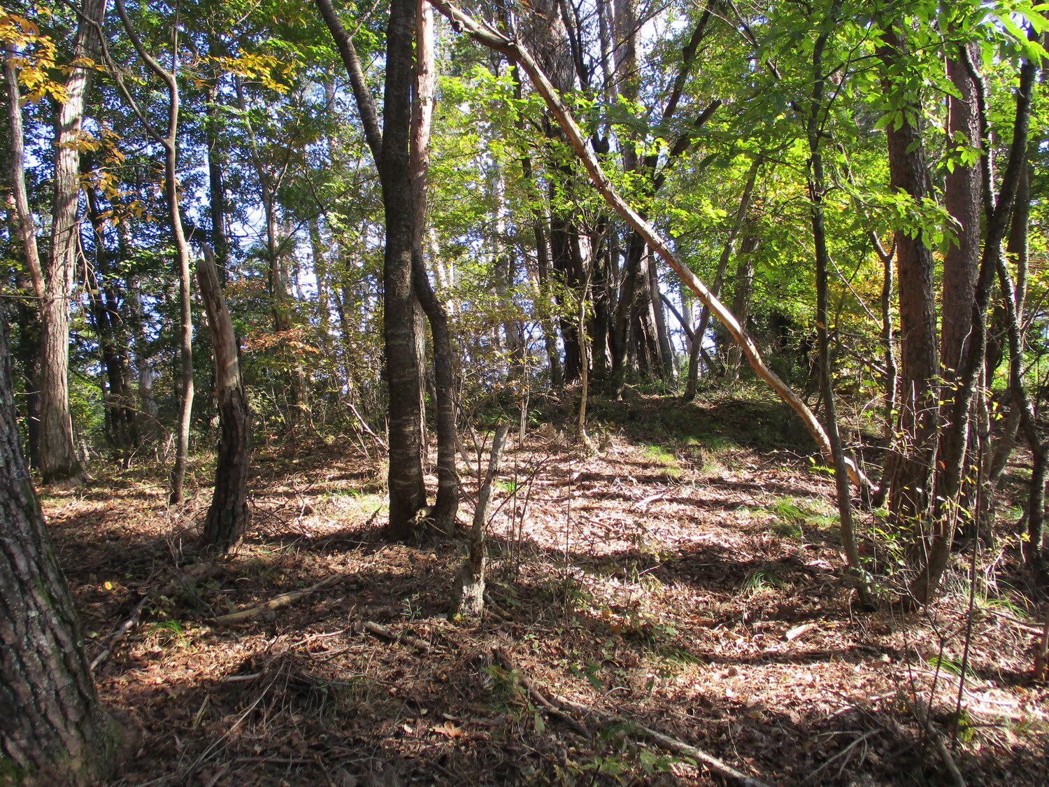 NabeyamajouToride (1).JPG