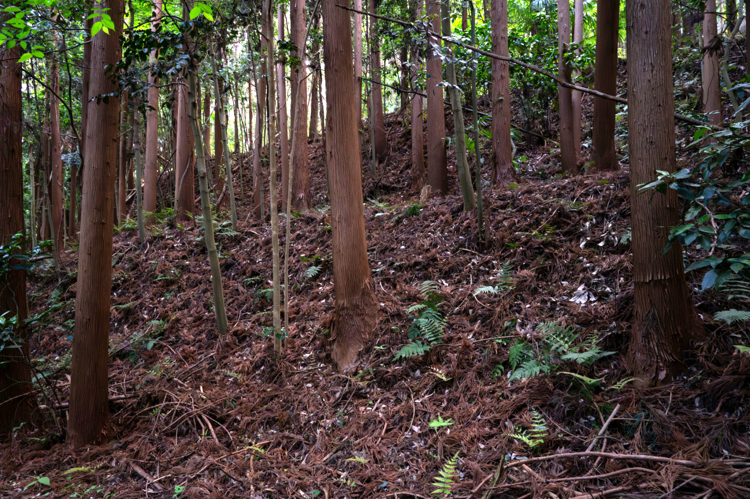 Migawa6.JPG