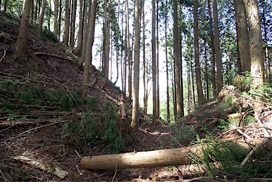 File:Iwabitsu36.jpg