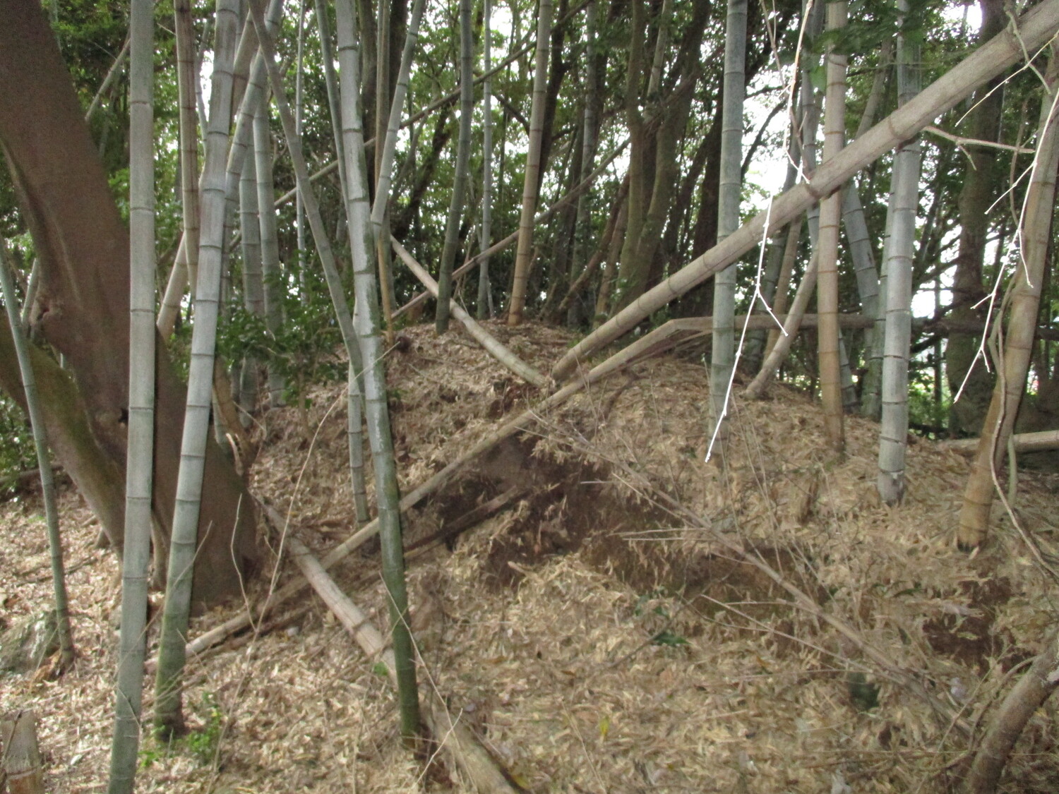 Sakaimejou (1).JPG