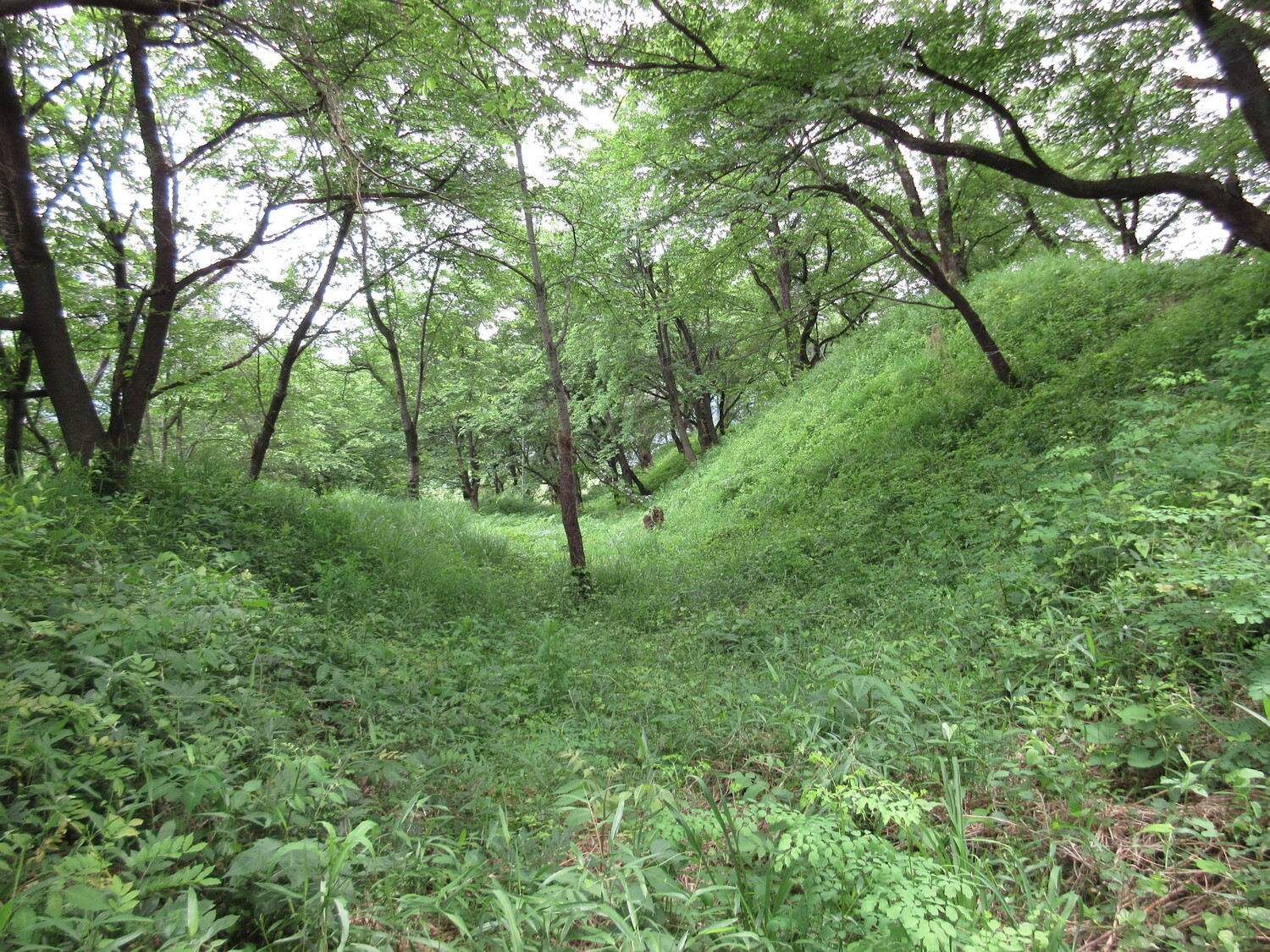 KaiKoyamajou (44).JPG