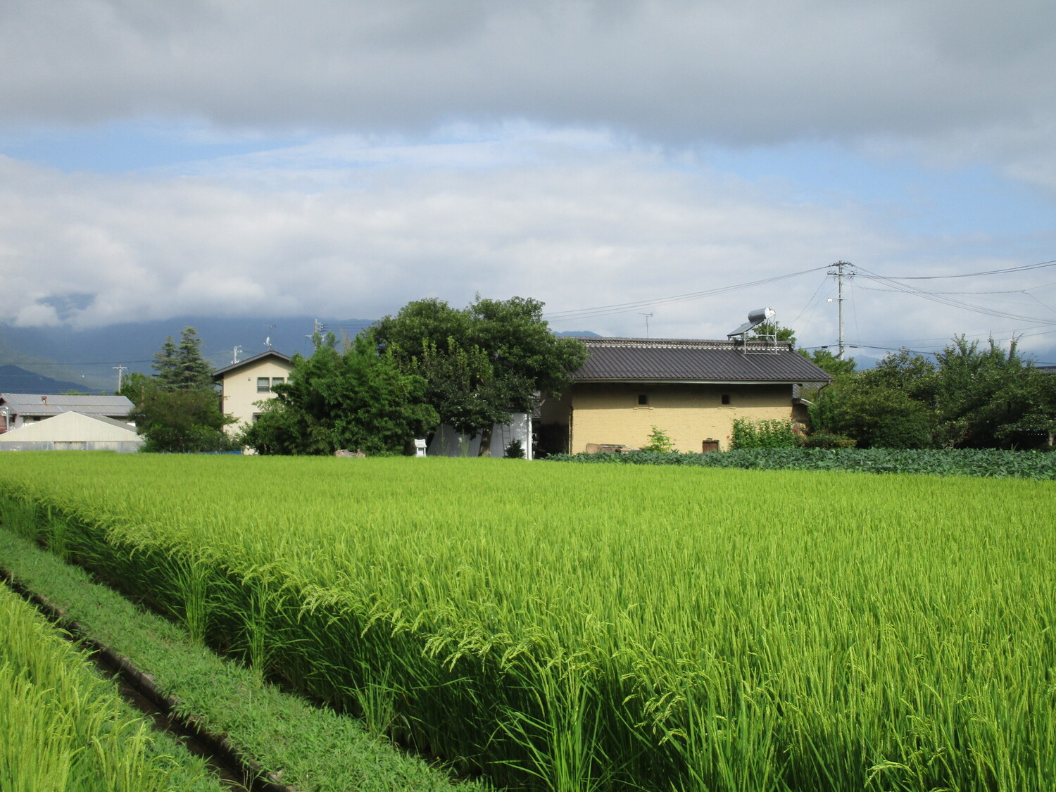 ShibutamiYakataB (3).JPG