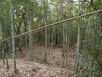 Kaseyamakyoto6.jpg