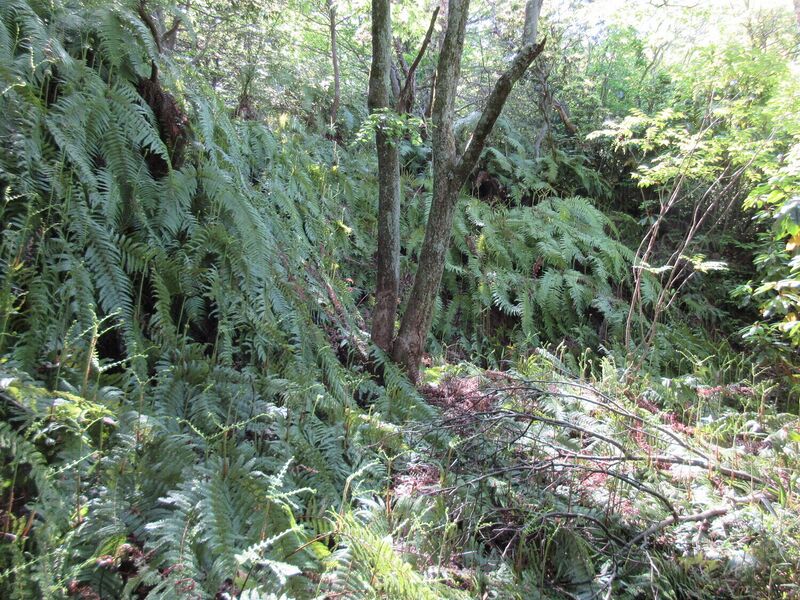 File:OumiKitanoshoujou2.jpg