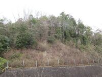 Sakurabasamadejou (3).JPG