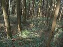 Ogawanishinokoka11.jpg