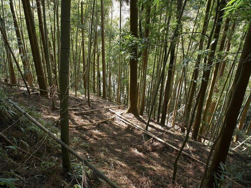 File:Ogawanakanokoka22.jpg
